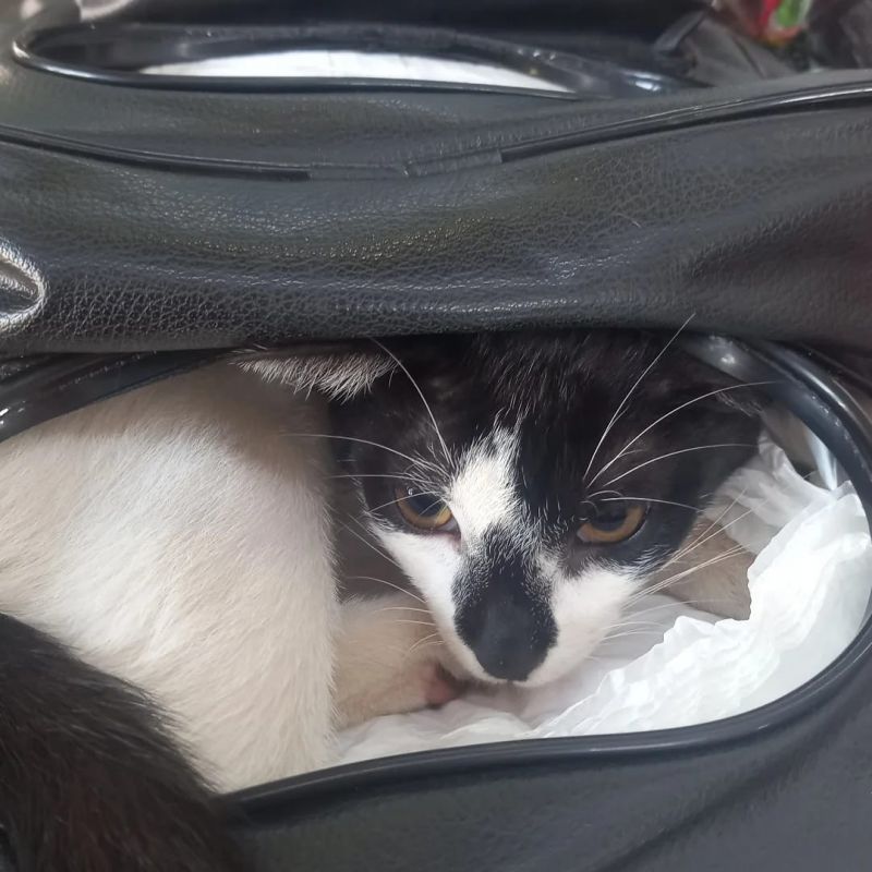 Gatinho hospitalizado é “adotado” por outro gato e momento viraliza; veja  vídeo